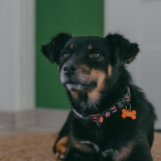 20250920-IMG_9523 20250920-IMG_9523